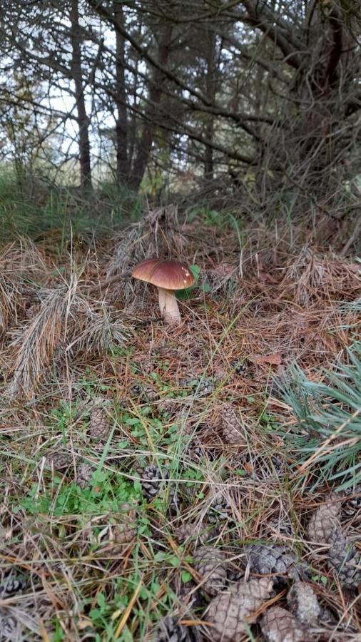 Lesna Ostoja Nad Pilica Vila Lechanice Exterior foto